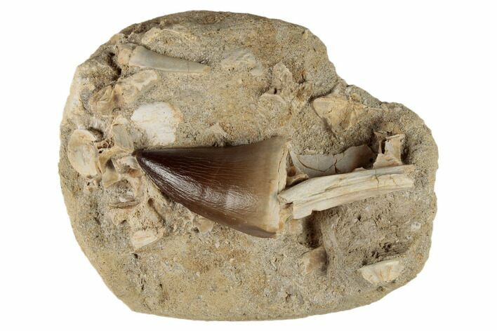 Mosasaur (Prognathodon) Tooth and Fish Vertebrae - Morocco #192499